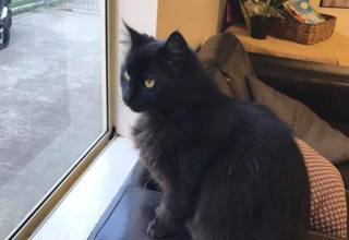 Lucy the cat