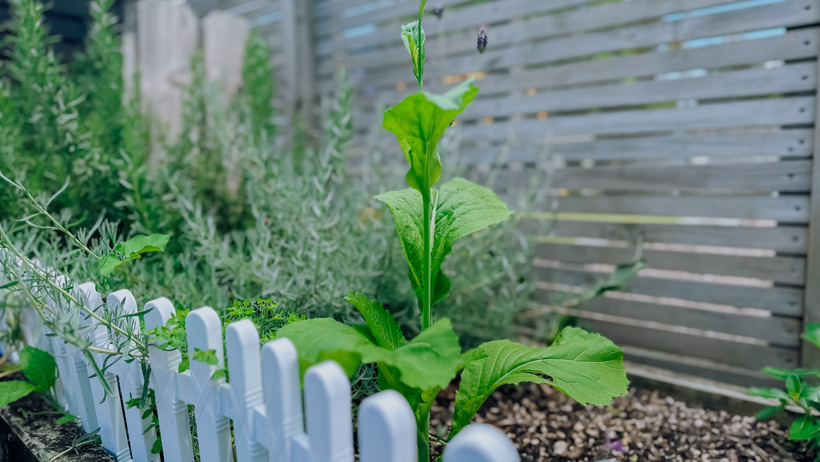 Garden at Active Explorers Camrose
